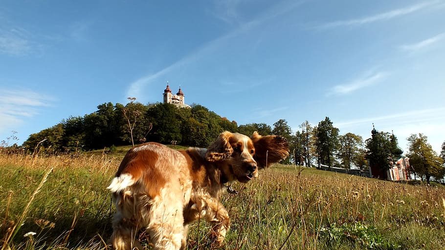 dog, trip, monuments, plant, mammal, animal themes, domestic animals HD wallpaper