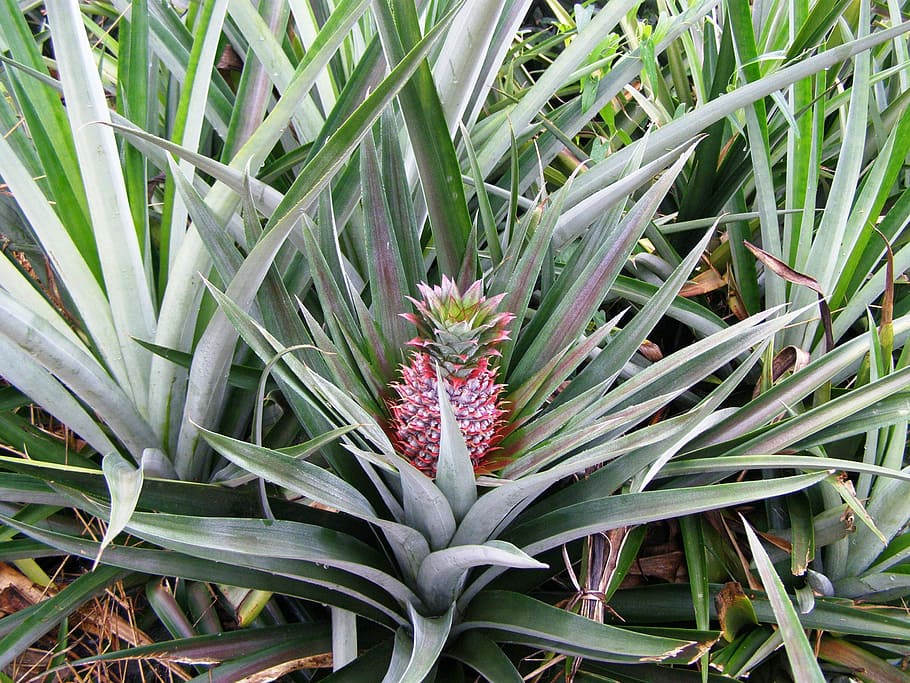 pineapple, tropical, fruit, plant, nature, growth, green color HD wallpaper