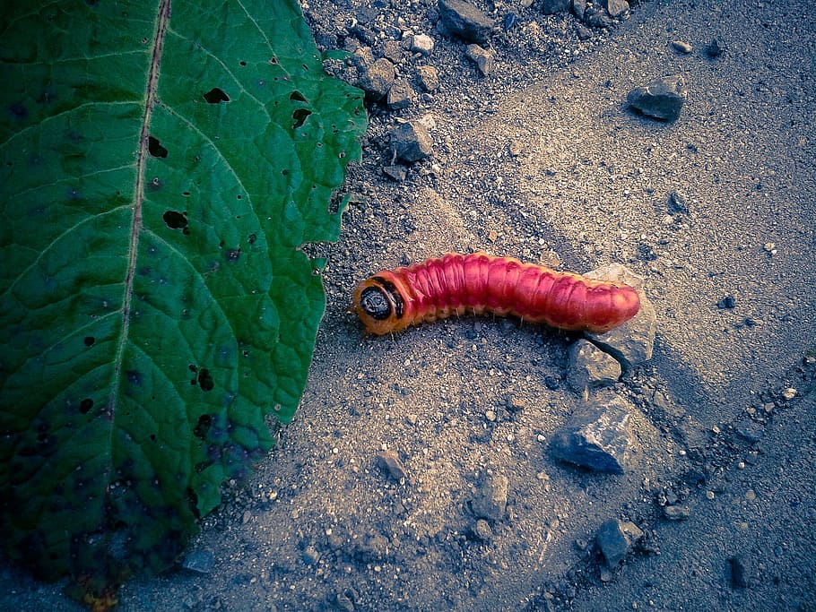 worm, leaf, red, red worm, ground, green, garden, park, insect HD wallpaper