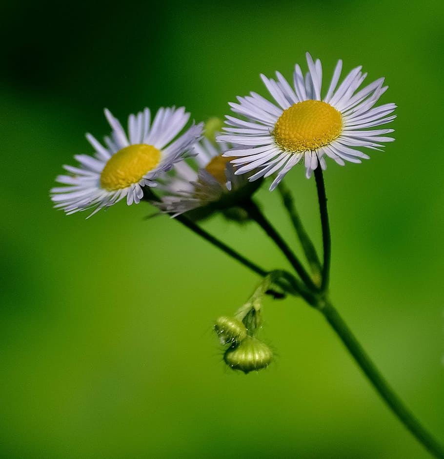 macro photography of white daisy flowers, daisies, yellow, green HD wallpaper