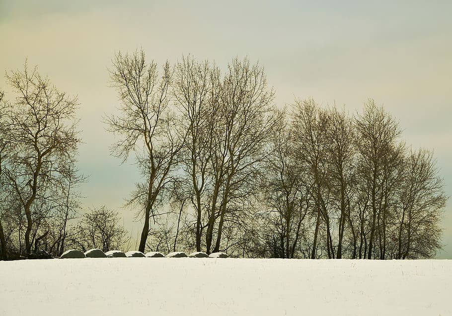 Wintry, Winter, Trees, Snow, Field, january, cold, nature, cold - Temperature HD wallpaper