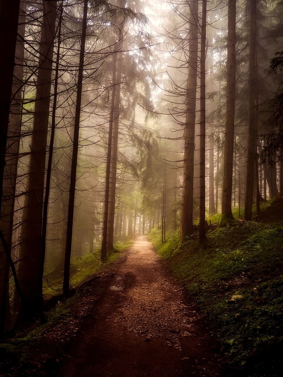 dirt road in between pine trees, landscape, forest, woods, silhouettes HD wallpaper