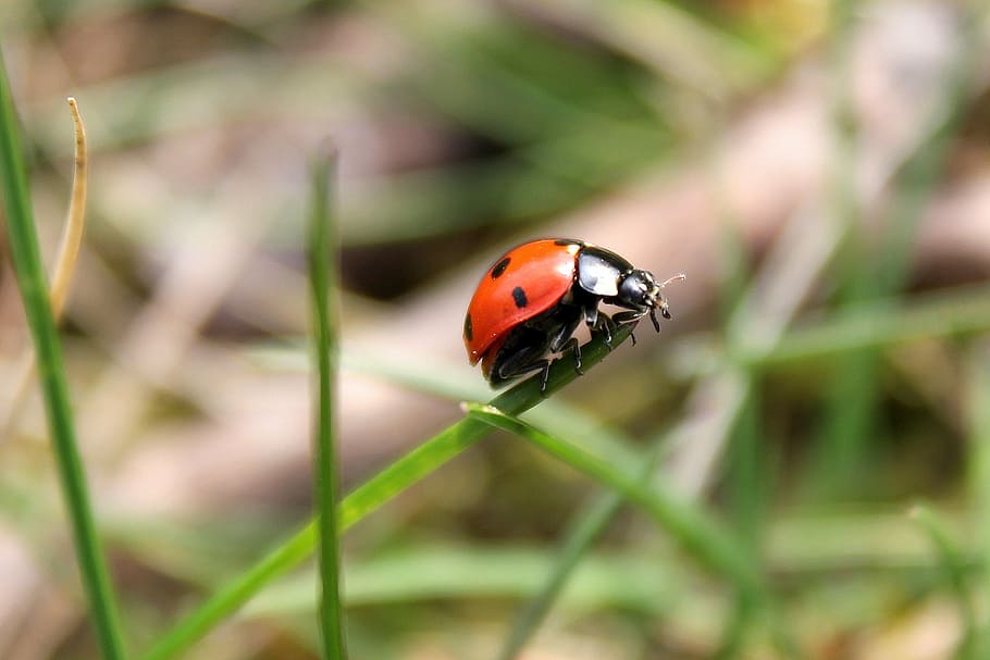 orange and black polka-dotted bug on green leaf during daytime HD wallpaper