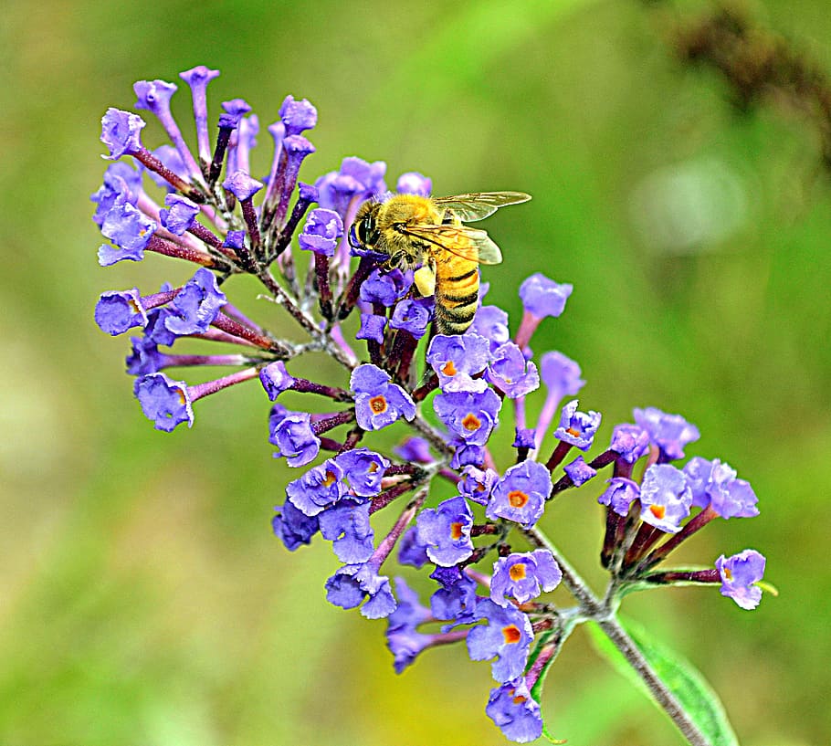 bee, macro, flower, nectar, insect, working bee, pollen, garden HD wallpaper