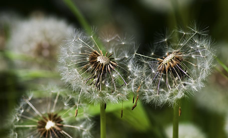Dandelion, Spring, Meadow, nature, growth, flower, plant, delicate HD wallpaper
