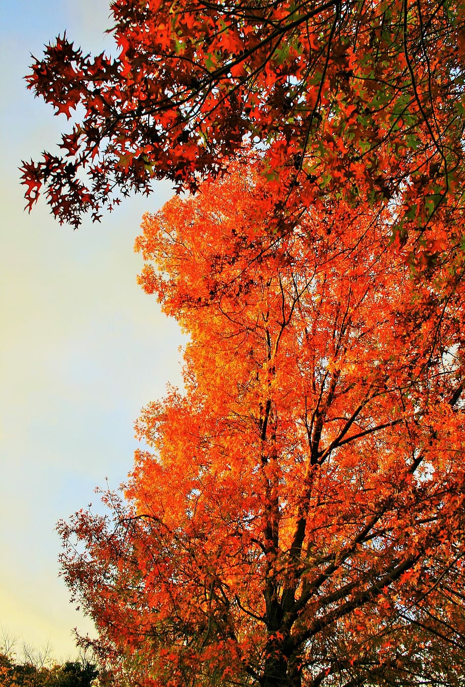 Autumn, Tree, Orange, Golden, Light, autumn tree, season, change HD wallpaper
