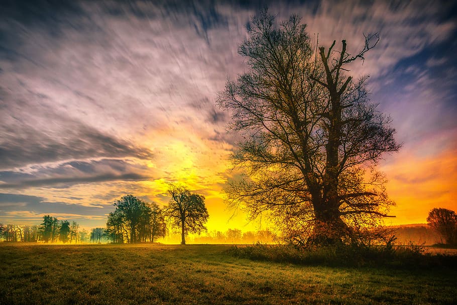 scenery of sunset, sky, tree, wallpaper, night, nature, landscape HD wallpaper