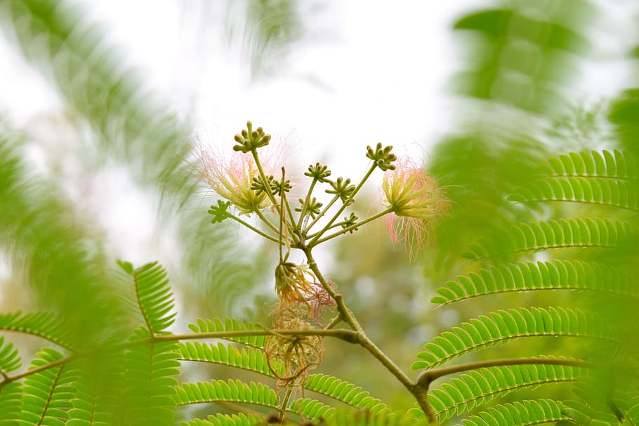 plant, tree, exotic, green, leaf, grow, nature, green color HD wallpaper