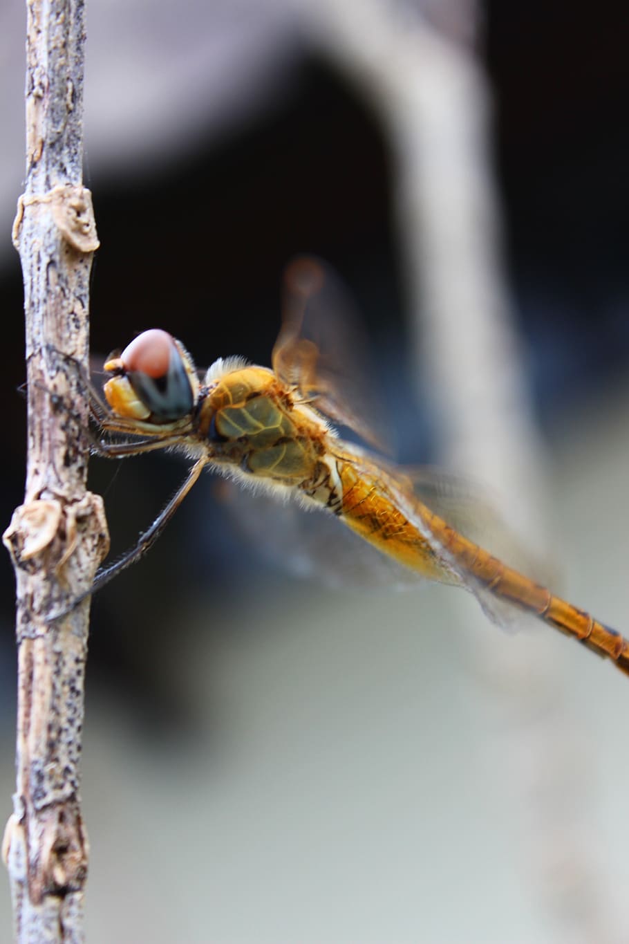 dragonfly, insect, natural, macro, invertebrate, animal themes HD wallpaper