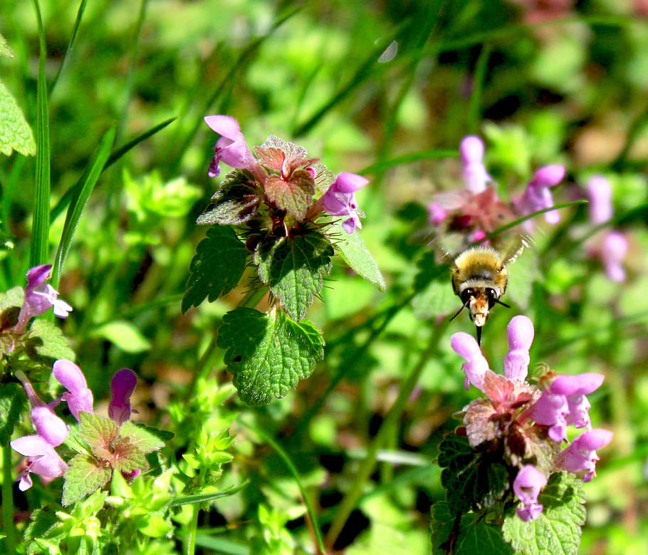 bee, hummel, insect, bees, flower, grass, fly, about, flowering plant HD wallpaper