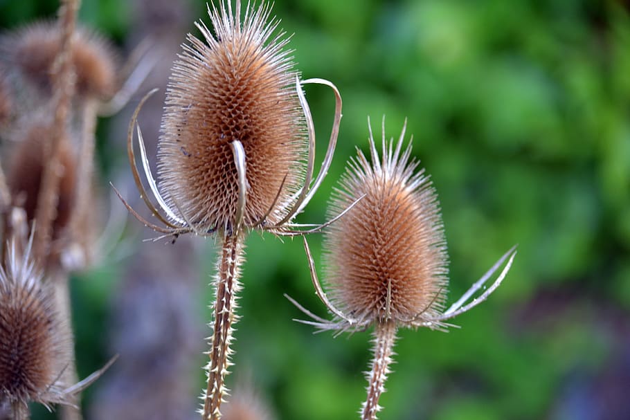 Teasels, Dipsacus, Prickly, Seed, autumn, plant, nature, beautiful HD wallpaper