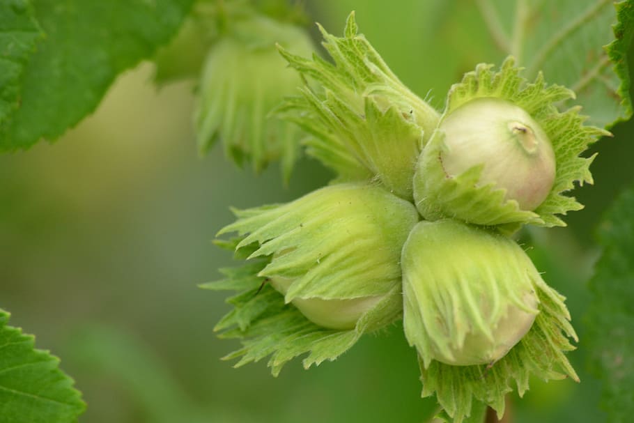 Bush, Tree, Hazelnut, Nature, Plant, landscape, green, garden HD wallpaper