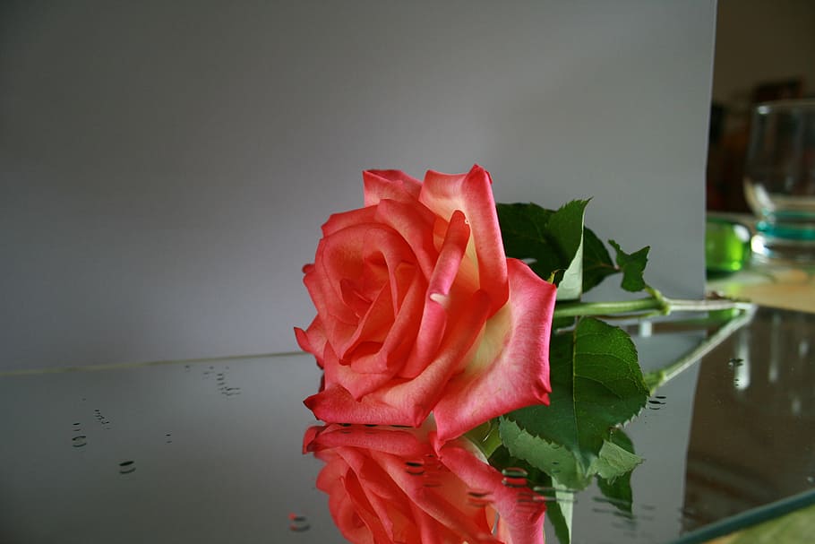 rose, mirror, reflections, plant, nature, blossom, bloom, flower HD wallpaper