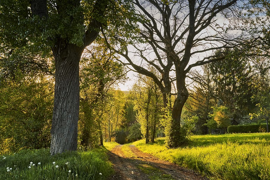 green leaf tree during daytime, forest, evening, walk, nature HD wallpaper