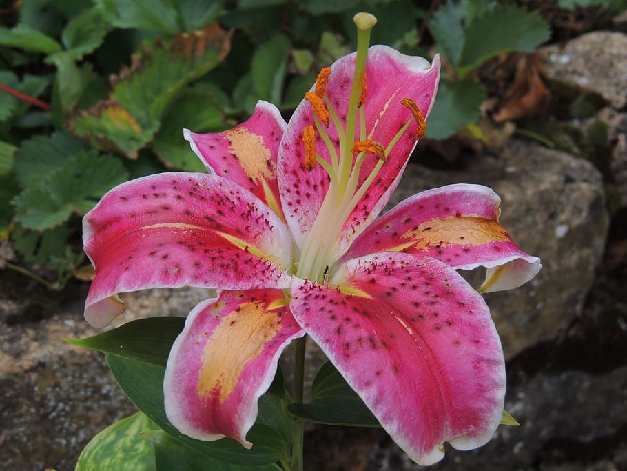 flower, summer, spring, lys, flowering plant, close-up, beauty in nature HD wallpaper