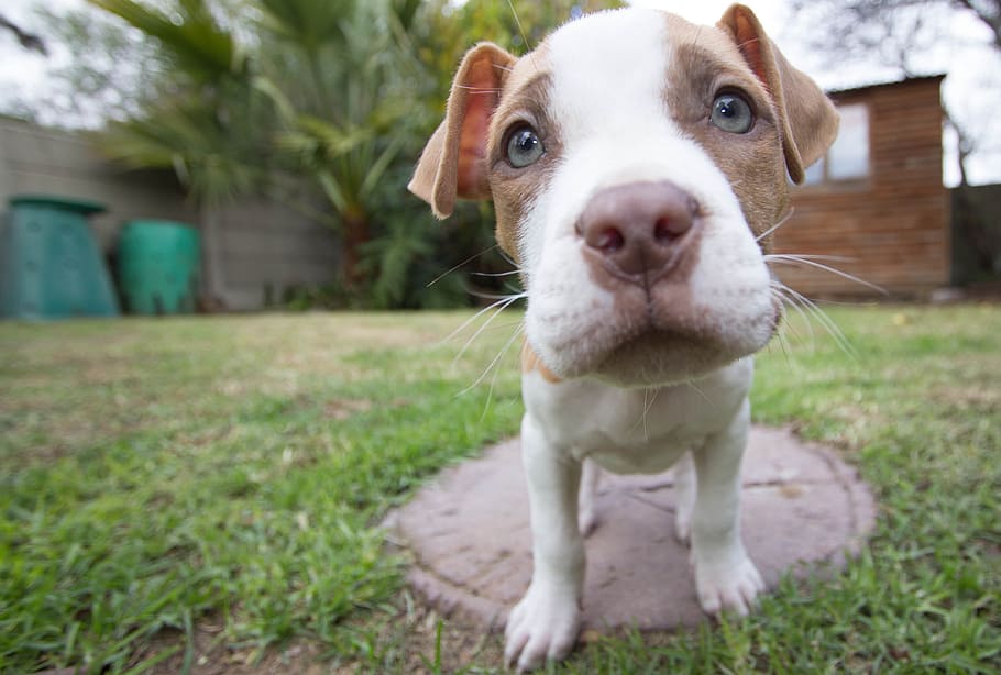 tan and white American pit bull terrier closeup photography, puppy