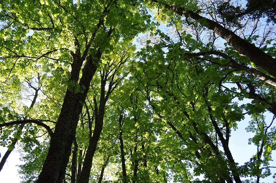trees, sky, branches, nature, forest, leaf, park, mountain HD wallpaper