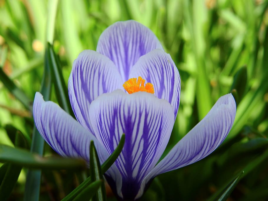 closeup photography of purple and white crocus flower, blossom HD wallpaper