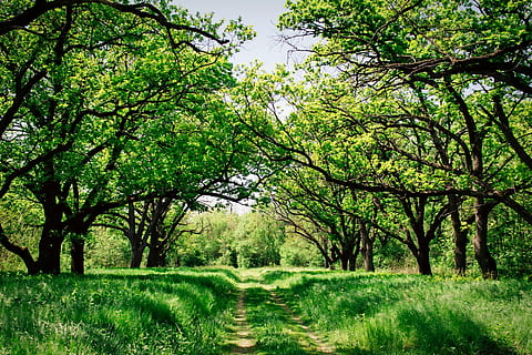 tree surrounded by grass field, ukraine, forest, trees, woods HD wallpaper