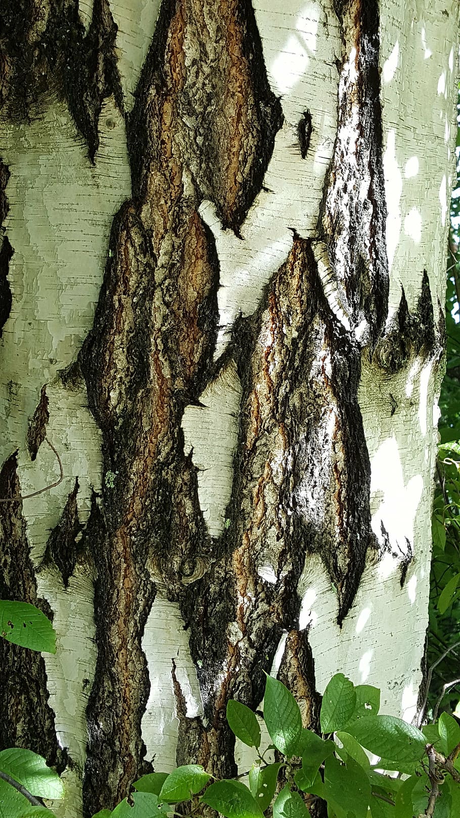 birch, nature, summer, tree, forest, tree Trunk, woodland, backgrounds HD wallpaper