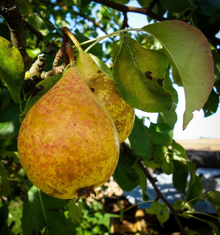 pears, fruit tree, healthy, vitamins, fruits, nature, eat, delicious HD wallpaper