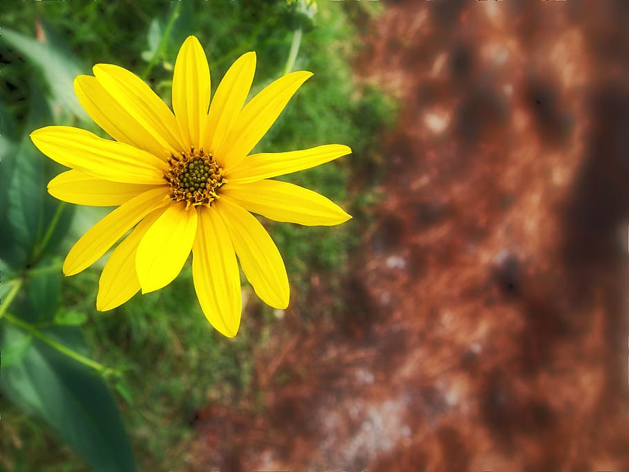 flower, yellow, garden, macro, nature, petals, flowering plant HD wallpaper