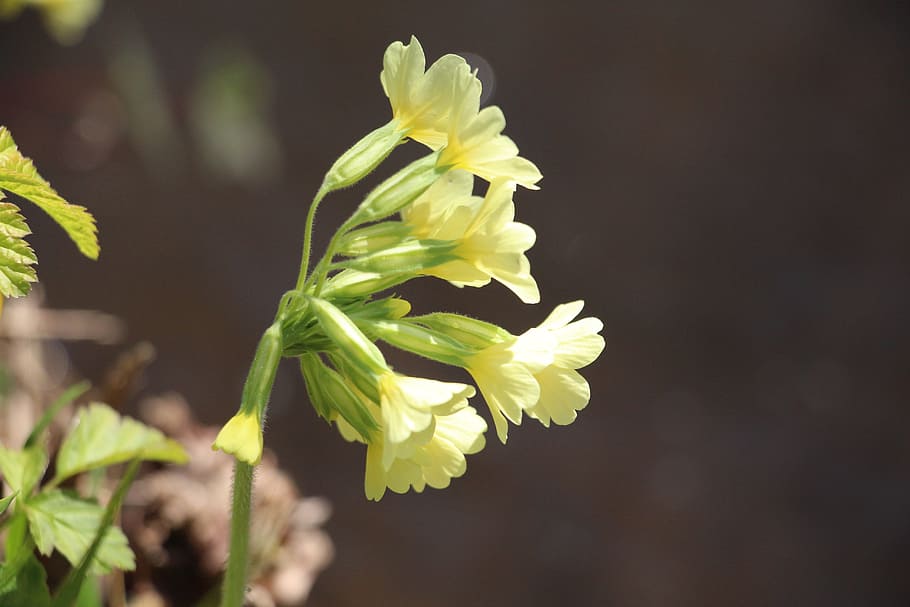macro photography of yellow cowslip flowers, Buttercup, Yellow, Spring HD wallpaper