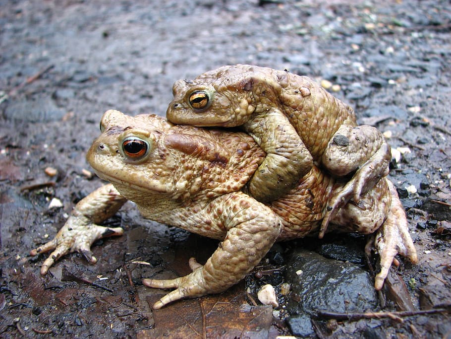 Frog, Toad, Nature, Animal, Reptile, fauna, mating, animal wildlife HD wallpaper