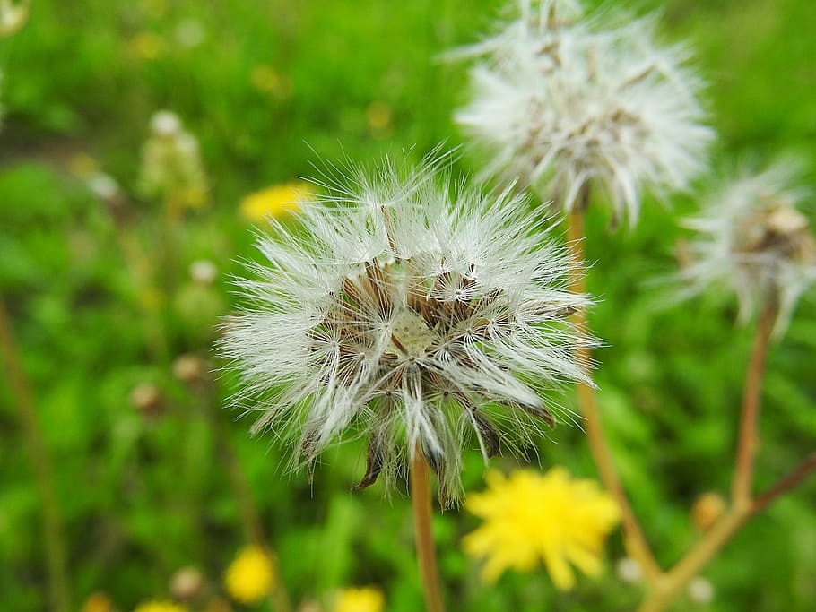dandelion, flower, pointed flower, plant, freshness, flowering plant HD wallpaper