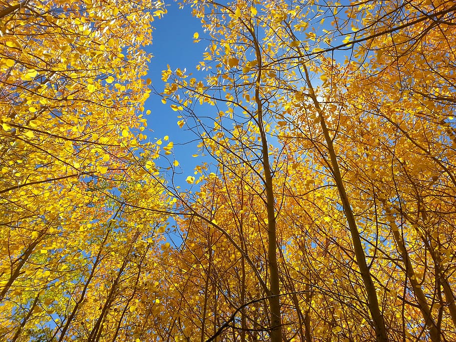 yellow trees, fall, aspen, blue sky, season, autumn, leaf, colorful HD wallpaper