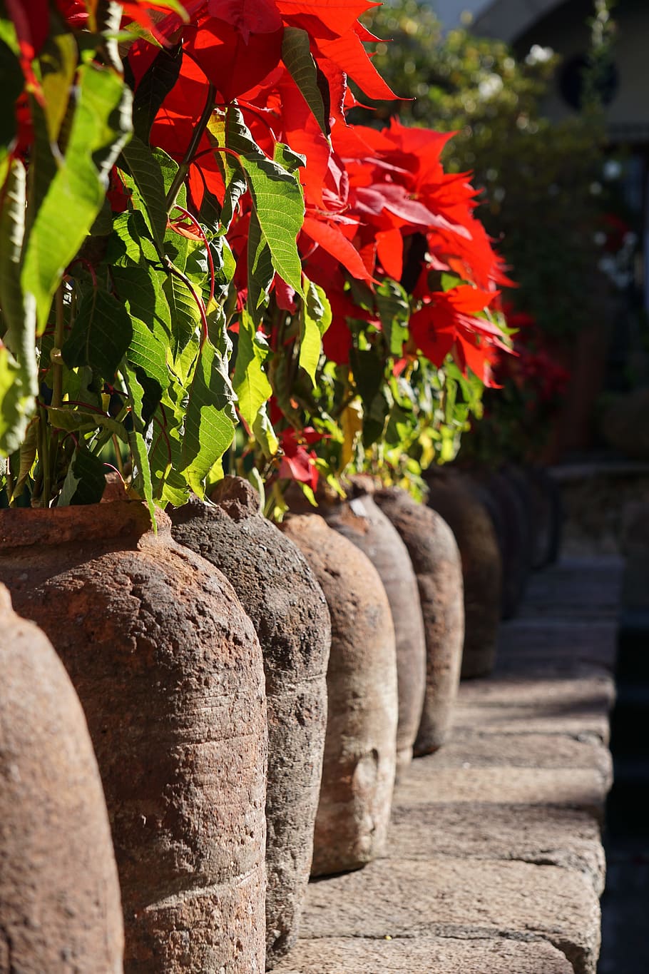 Plants, Good Night, Mud, Pots, Christmas, christmas flower HD wallpaper