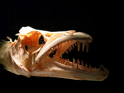 beige animal skull, predator, teeth, bones, fish, skeleton HD wallpaper