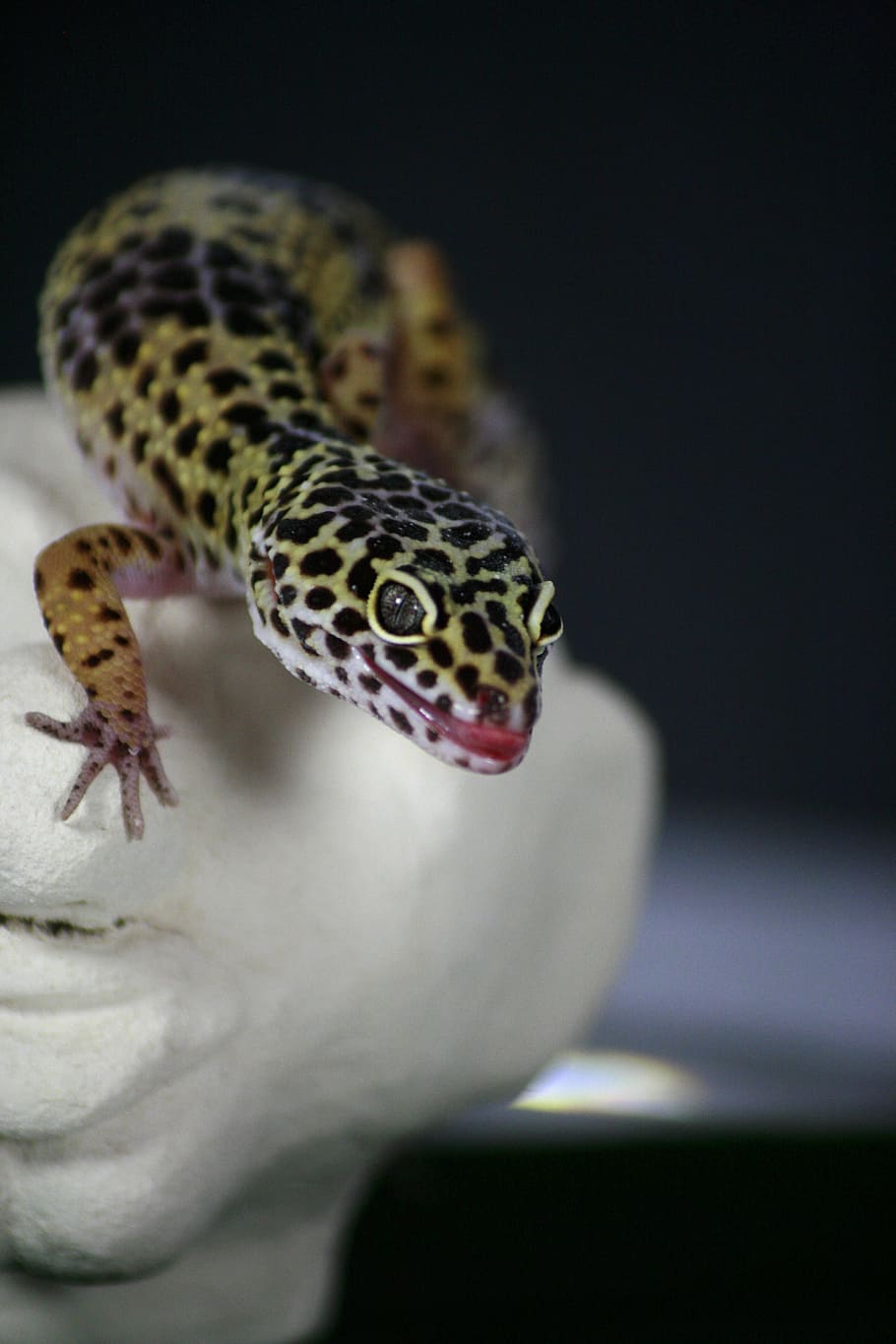 Gecko, Lizard, Nature, leoperdgecko, creature, reptile, animal HD wallpaper