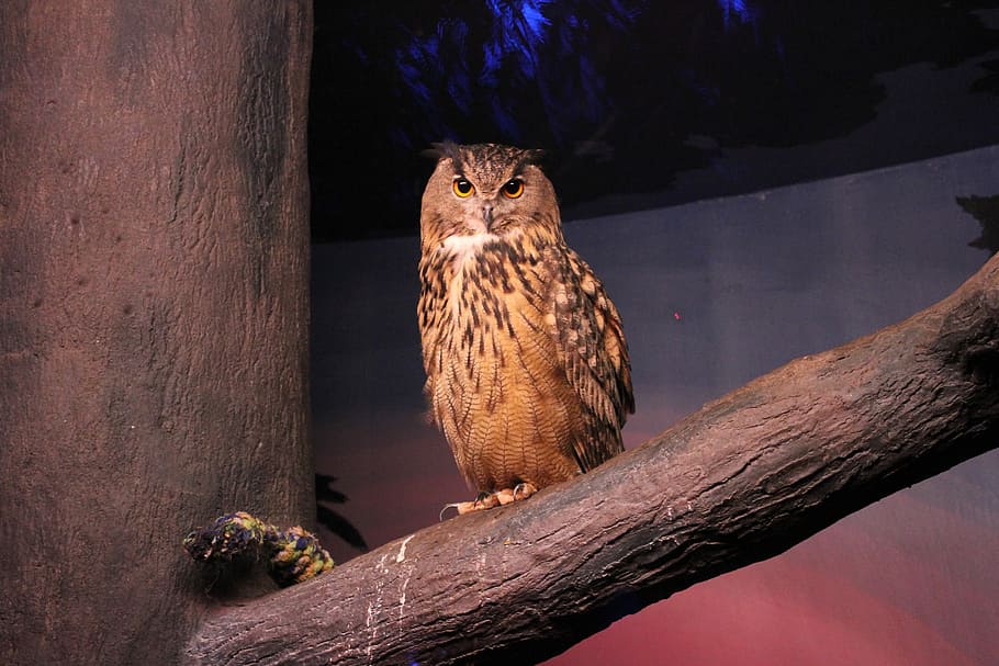 Owl, Zoo, Bird, animal, wildlife, nature, beak, feather, bird of Prey HD wallpaper
