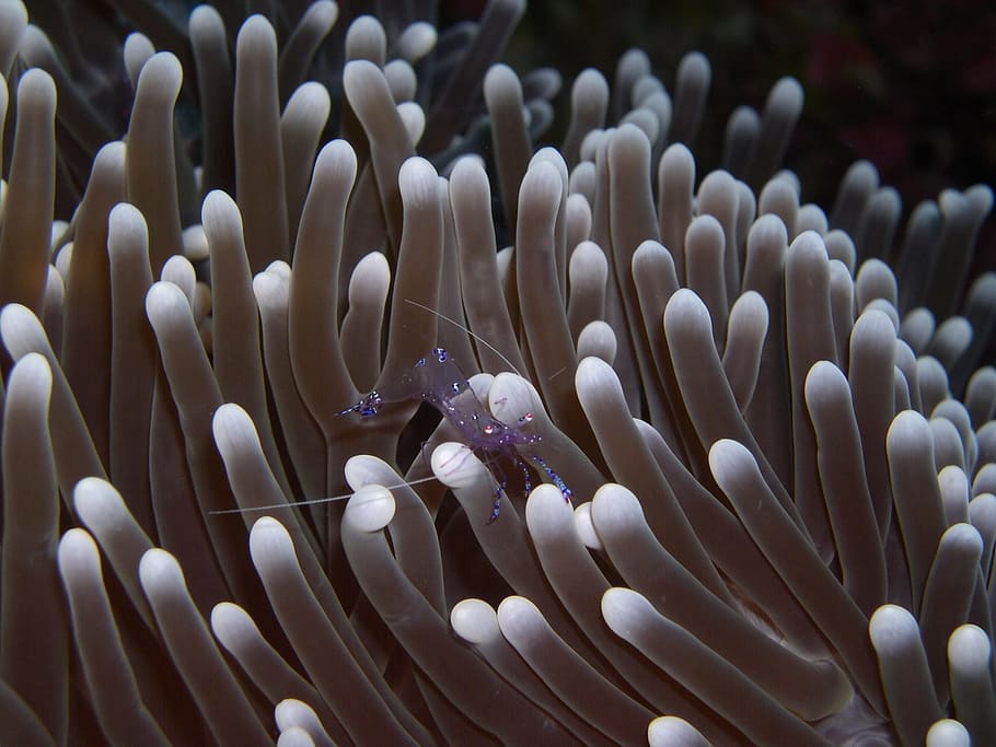 Shrimp on Sea Anemone, anthozoa, crustacean, ghost shrimp, sea life HD wallpaper