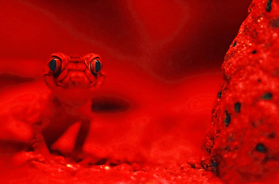 red lizard selective photography, red frog, reptile, gecko, light HD wallpaper