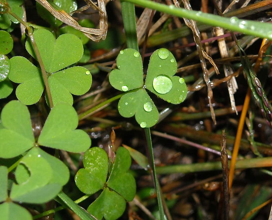 Clover, Leaves, Green, Dew, Nature, plant, wild, leaf, green color HD wallpaper