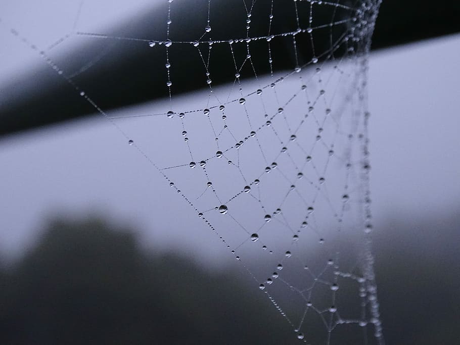grayscale photo of dew on spider web, selective focus photography of dew on spiderweb HD wallpaper