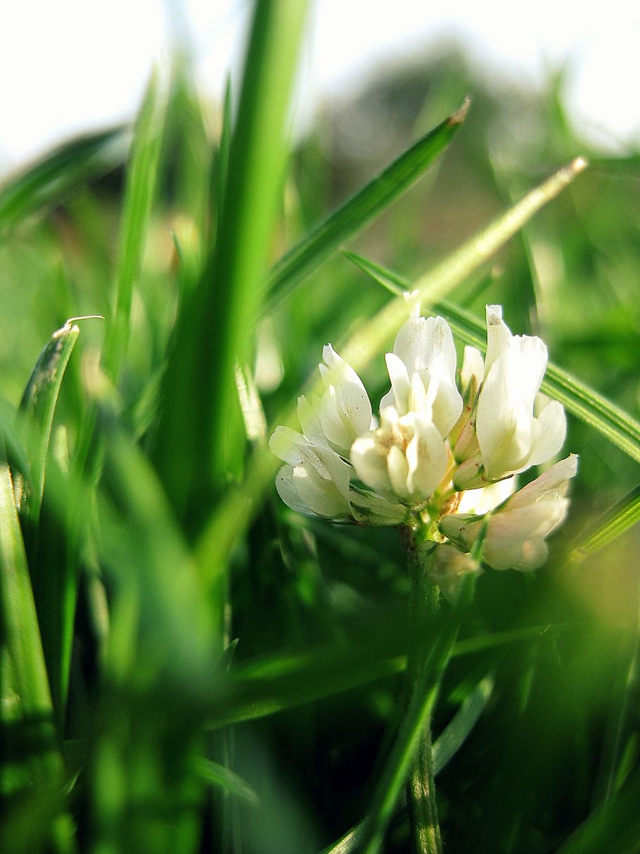 Clover, Flowers, Grass, Nature, Green, plant, springtime, green Color HD wallpaper