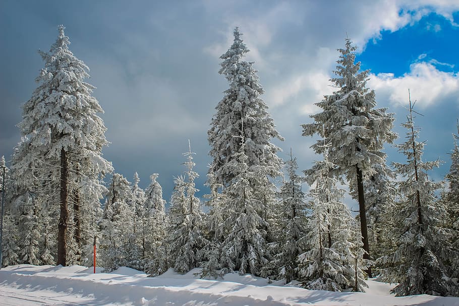 Tree, Snow, Nature, Winter, Forest, cold temperature, cloud - sky HD wallpaper