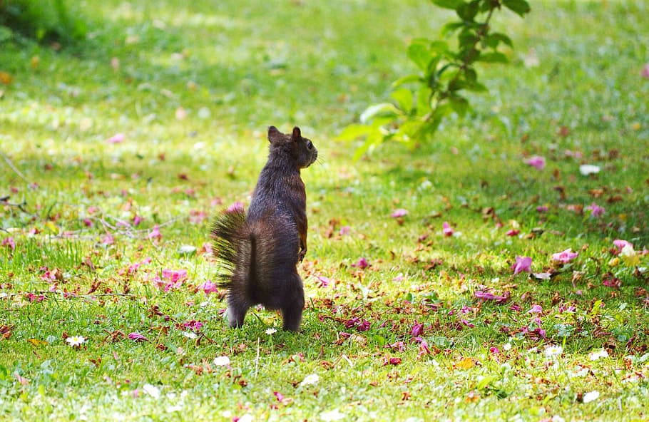 squirrel, nager, rodent, cute, nature, cheeky, animal, garden HD wallpaper