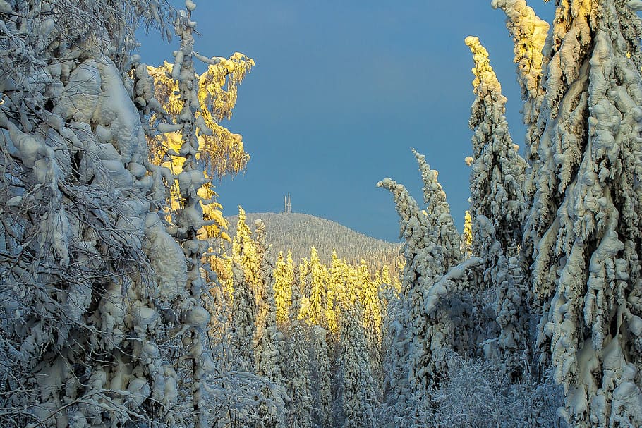 Winter, Russia, Snow, Forest, Frost, nature, frozen, mountains HD wallpaper
