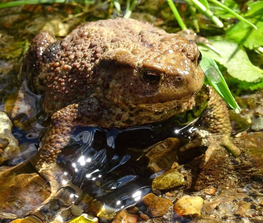 frog, toad, pond, amphibian, animal, nature, wildlife, close-up HD wallpaper