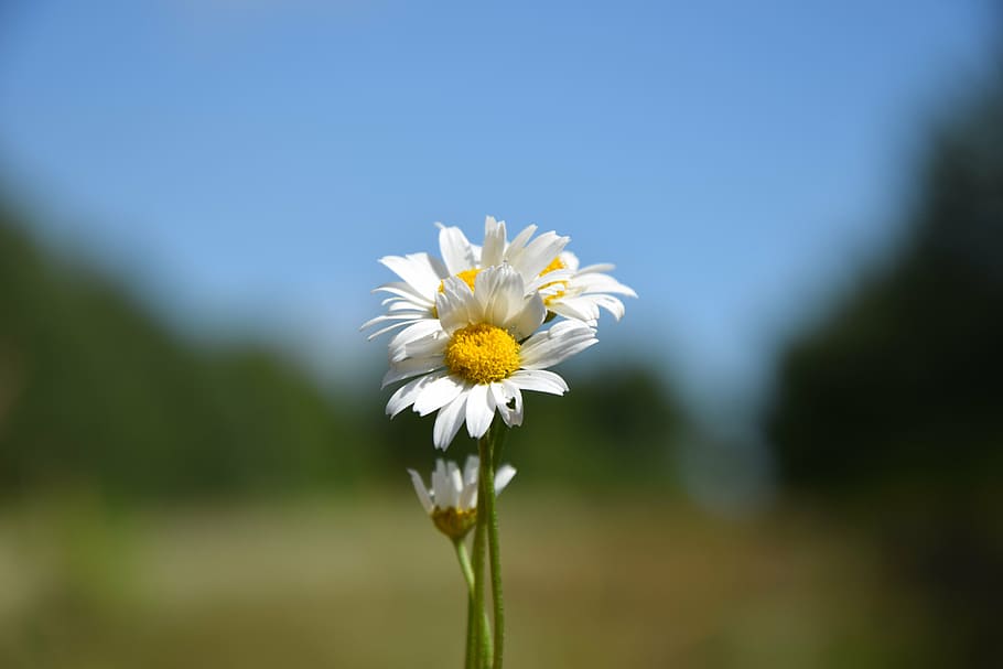 daisy, flower, meadow, flowering plant, freshness, fragility HD wallpaper