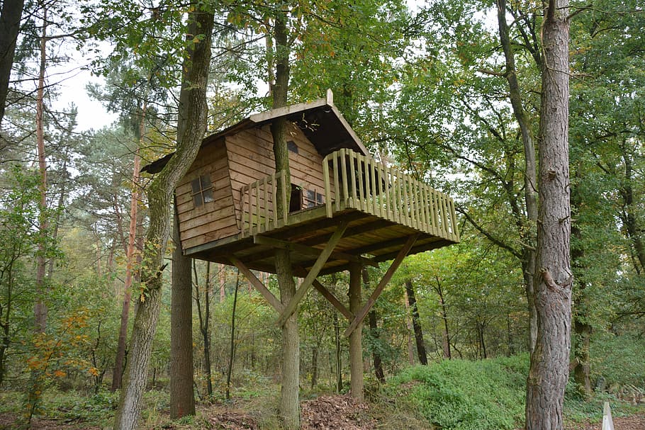 tree house, forest, trees, nature, green, landscape, autumn HD wallpaper