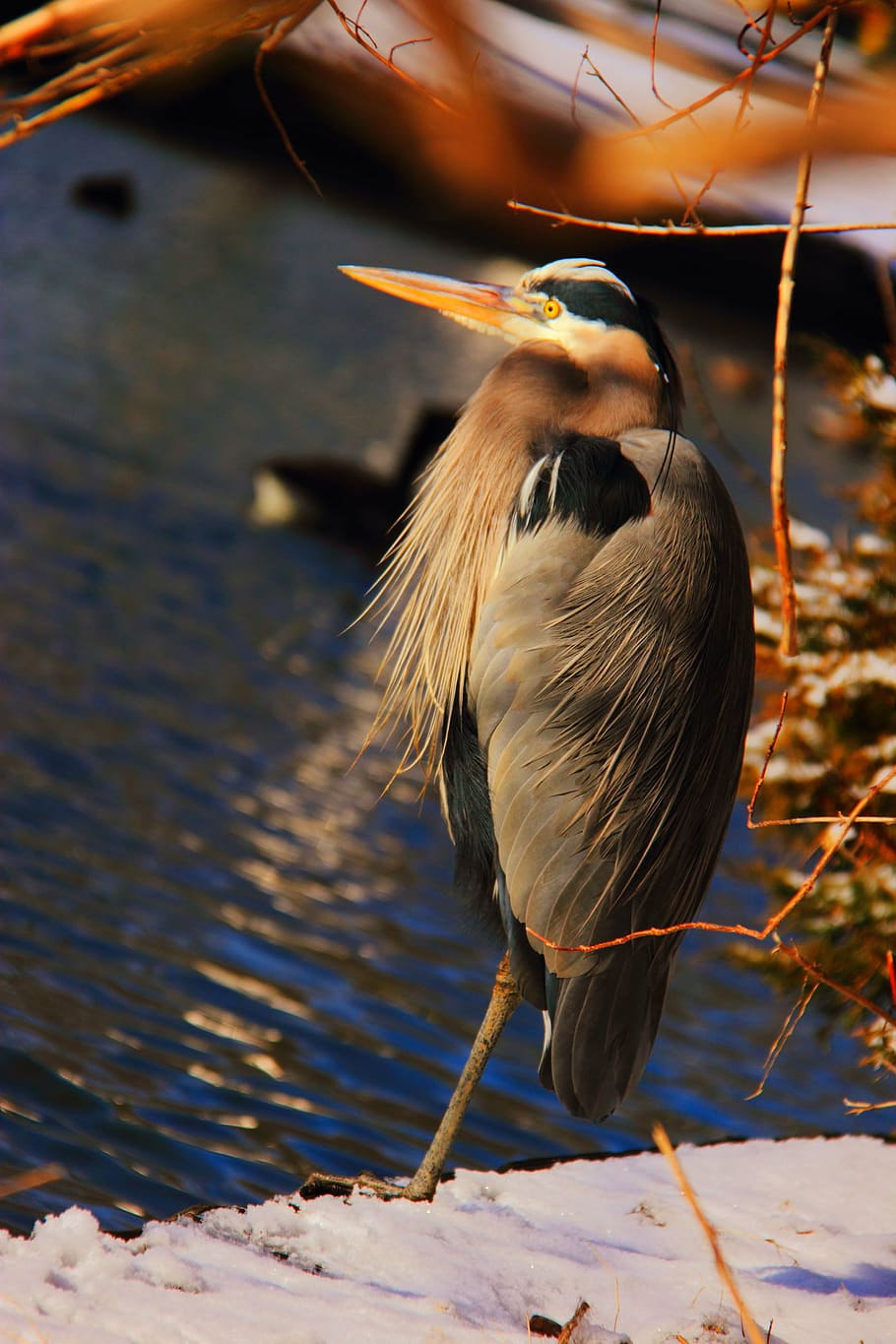bird, stork, heron, water, animal, nature, wildlife, beak, wing HD wallpaper