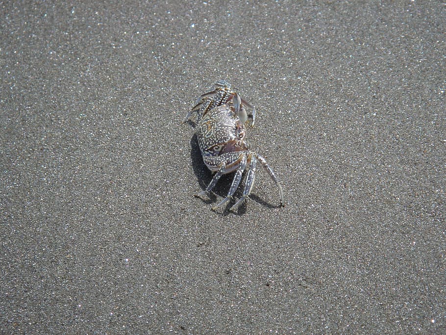cancer, beach, pet armor, animal themes, one animal, animal wildlife HD wallpaper