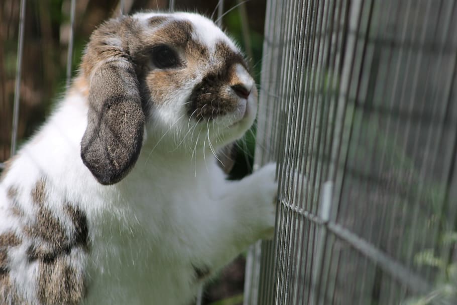 Rabbit, Cute, Fence, Prison, get me out, cage, animals, one animal, HD wallpaper