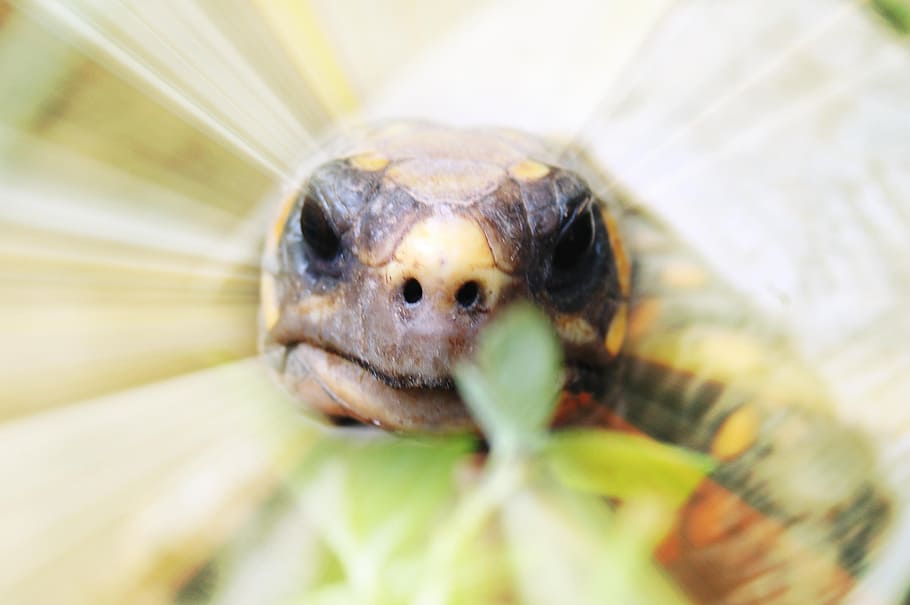 snake, face, think, animal, reptile, turtle, tortoise, nature HD wallpaper