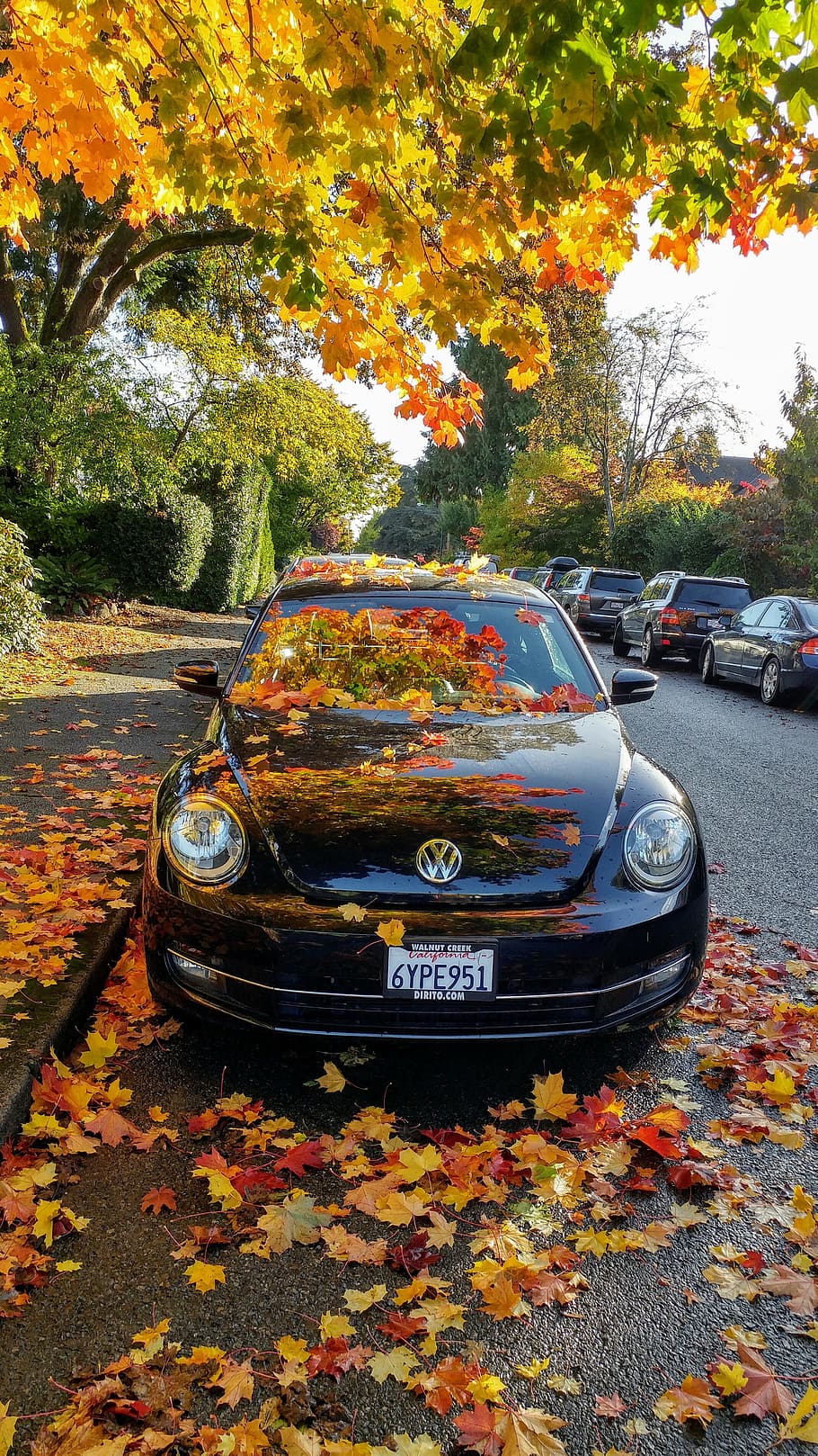 tree, reflection, leaves, autumn, car, change, motor vehicle HD wallpaper